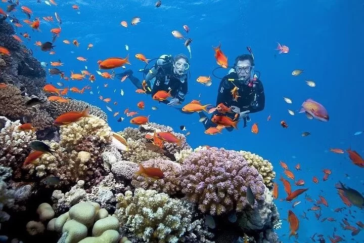 Explore Vibrant Coral Reefs on Private Yacht Coral Reef Exploration Trips