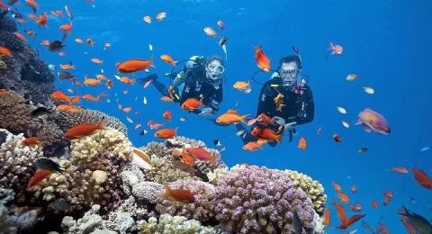 Explore Vibrant Coral Reefs on Private Yacht Coral Reef Exploration Trips