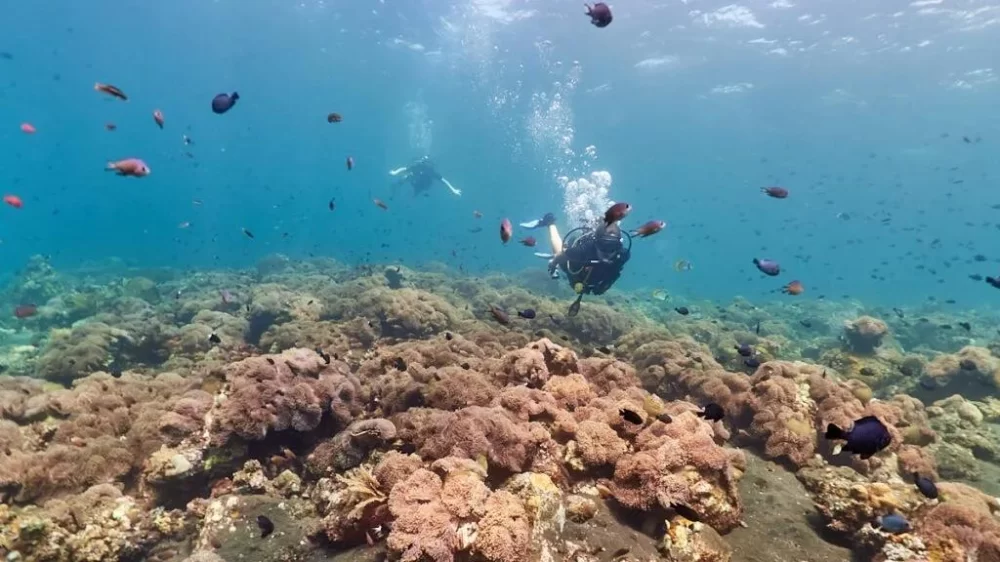 Exploring Private Yacht Coral Garden Diving Experiences: Ultimate Guide for Enthusiasts