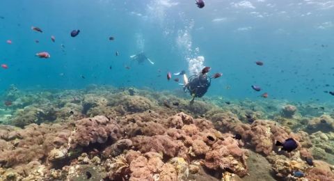 Exploring Private Yacht Coral Garden Diving Experiences: Ultimate Guide for Enthusiasts