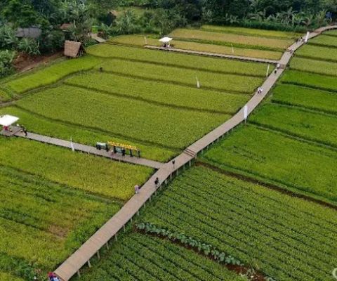 Rangkan Ketewel rice Field tour