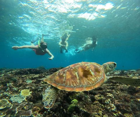 Ceningan snorkeling trip