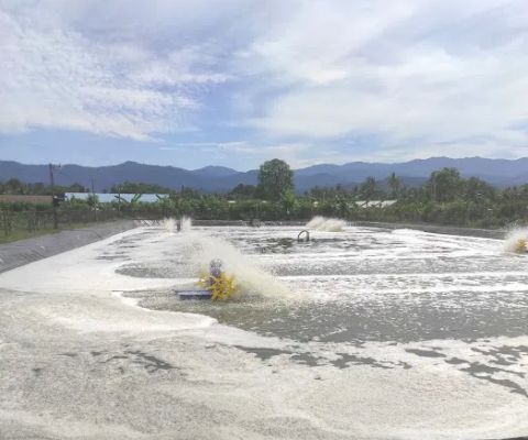 Tambak udang vaname Gampong ladang