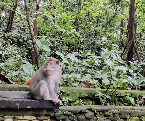 La forêt des singes