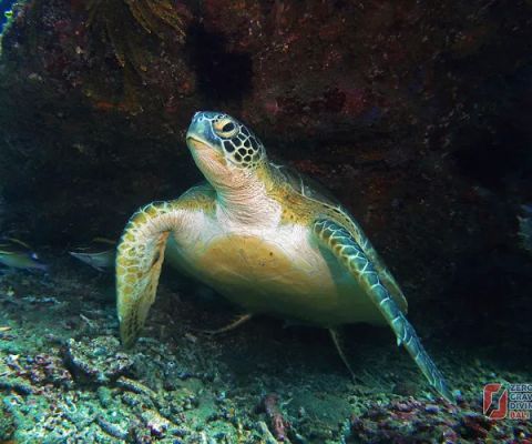Toyapakeh Dive Site