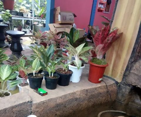 Mazi Florist