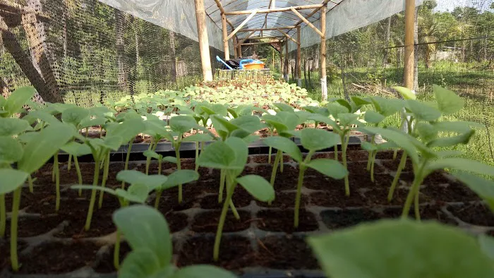 Demplot Sayur Desa Tembok 2
