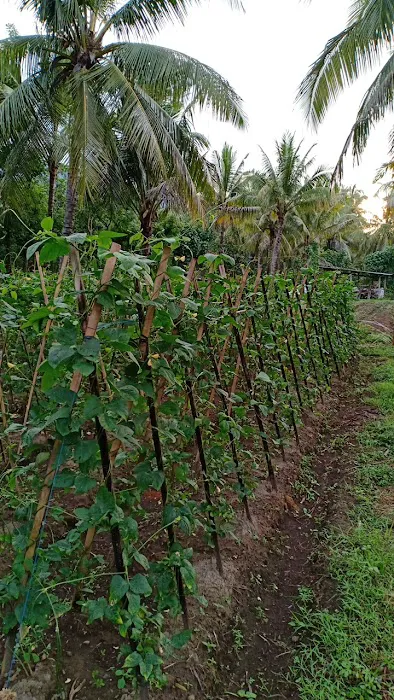 Demplot Sayur Desa Tembok 5