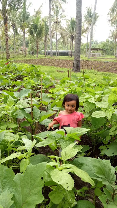 Demplot Sayur Desa Tembok 3