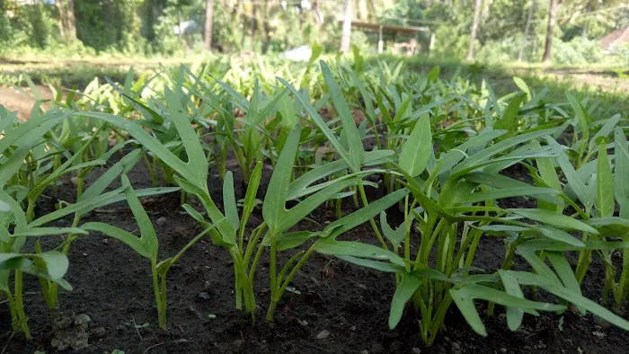 Demplot Sayur Desa Tembok 1