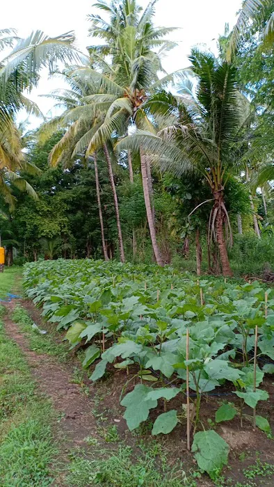 Demplot Sayur Desa Tembok 4