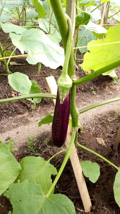 Demplot Sayur Desa Tembok 7