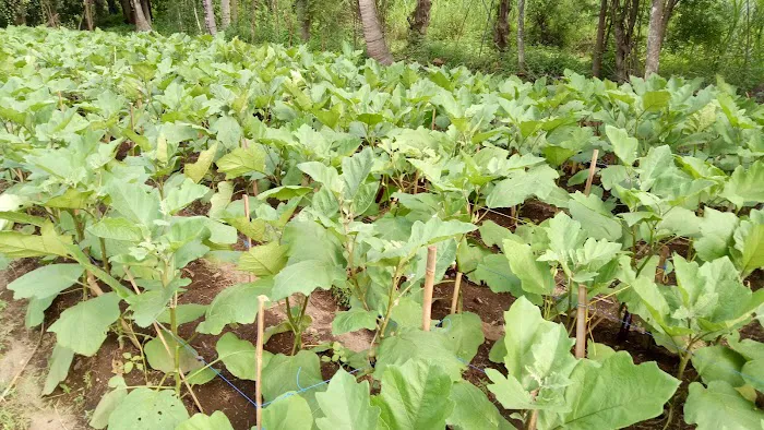 Demplot Sayur Desa Tembok 8