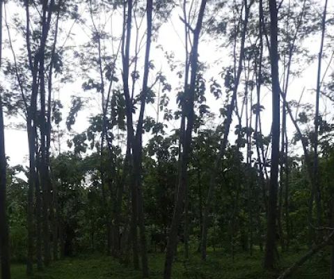 Rumah Jawa