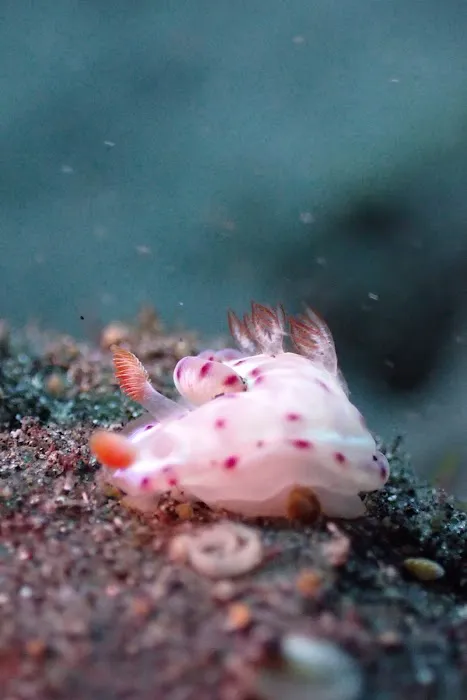 Gerombong Dive Site 2