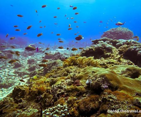 Crystal Bay Dive Site