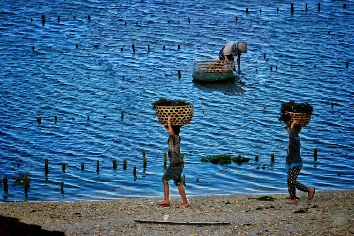 Seaweed Farm 9