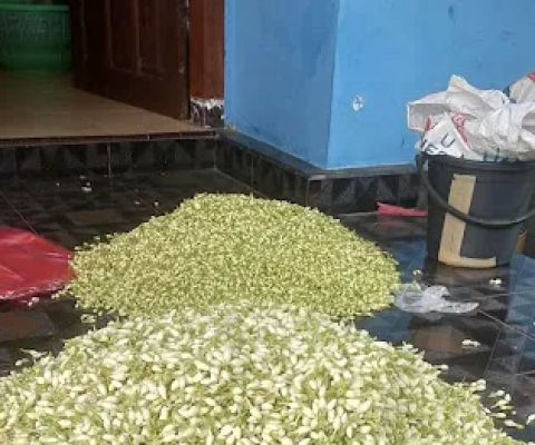 Kebun Melati Abang Ahmad