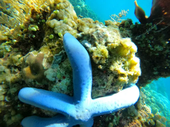 Amed bali Basir snorkeling trip 5