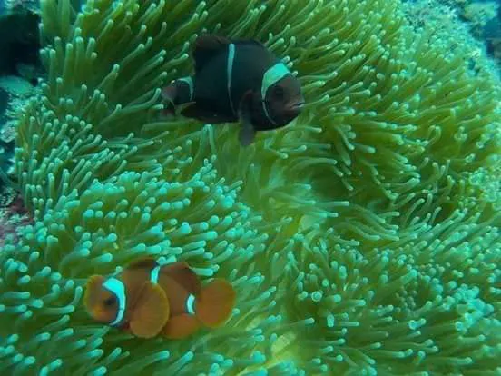 Amed snorkeling center 5
