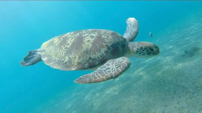 Amed snorkeling center 7