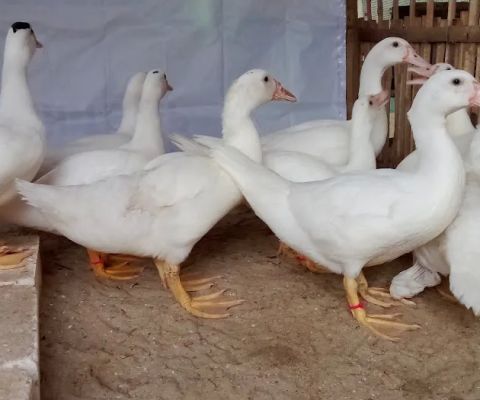 Kandang DPR ( Mentok ) Arslan Junior Farm