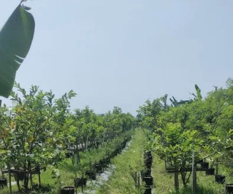 Kebon Jambu Kristal