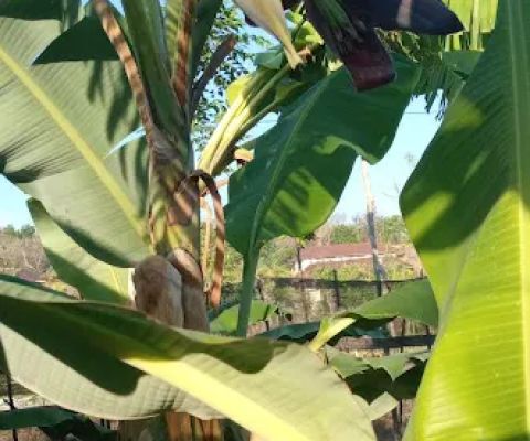 Vilage garden