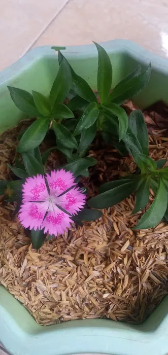 Vilage garden 5