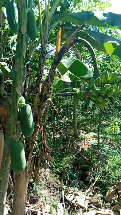 Vilage garden 3