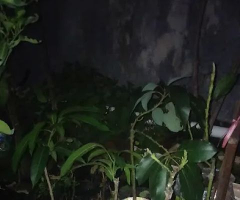 KEBUN PUTRA FARM