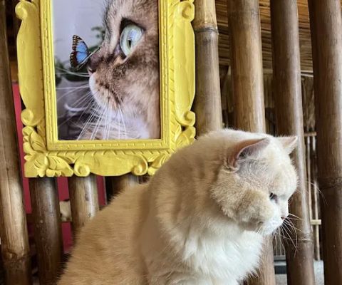 Cat island Lembongan