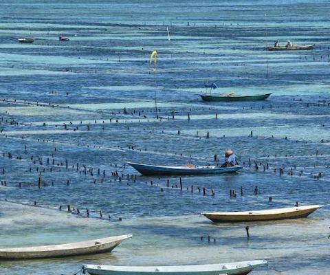 Seaweed farm view point