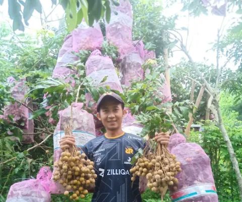 Kebun kelengkeng new cristal