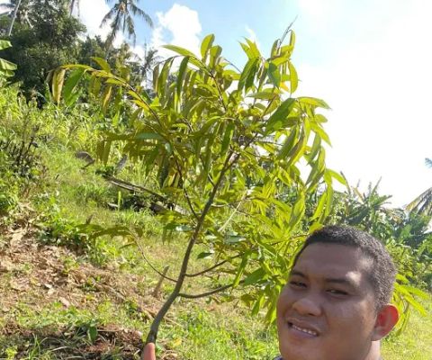 KUBU CINTA DURIAN