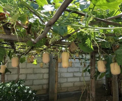 Urban Farming Surabaya