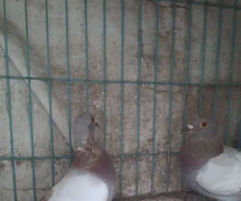 RAJEGfamily (PigeonracingBALIUTARA)