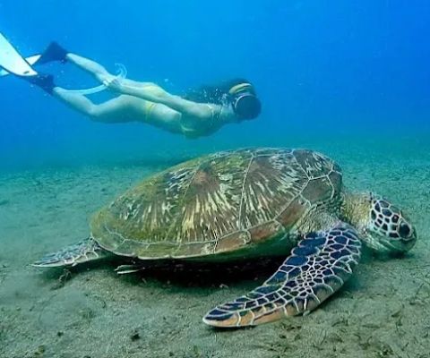 Snorkeling Turtle place at Lipah Beach