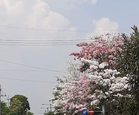 Tabebuya Spot