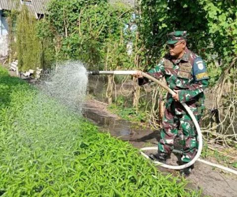 Lahan Ketahanan Pangan Lanal Yogya