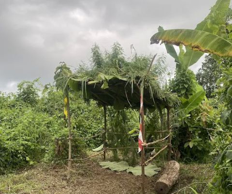 kubu biru