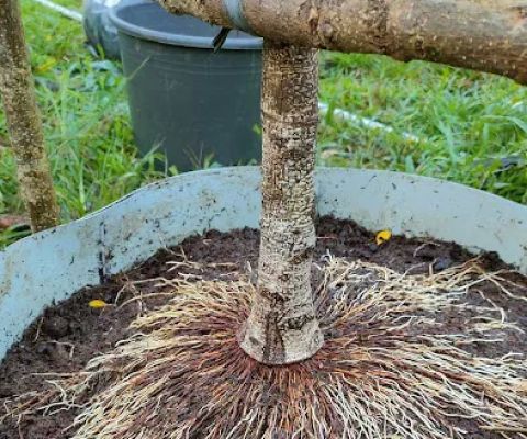 Bakalan Bonsai Tepi Jalan
