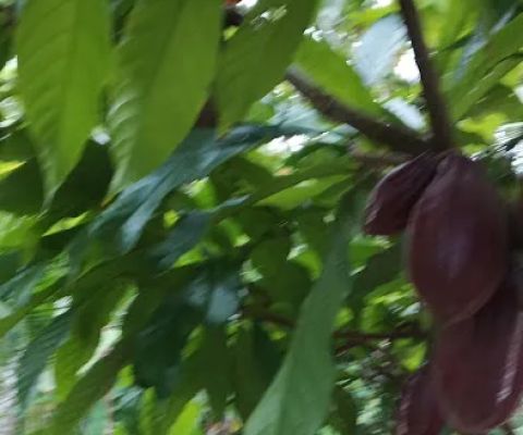 Kebun pak sama
