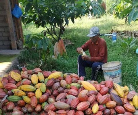 Kebun Kakao Komang Wirya
