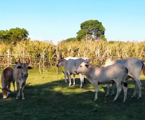 Syahrina Syarif_Limung livestock park_
