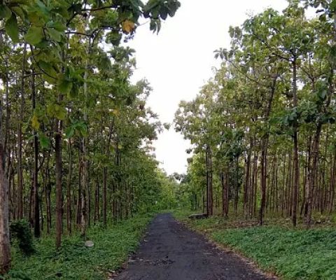 Alas jati gunung agung