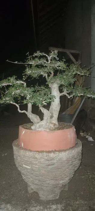 D'bonsaiDesa 4