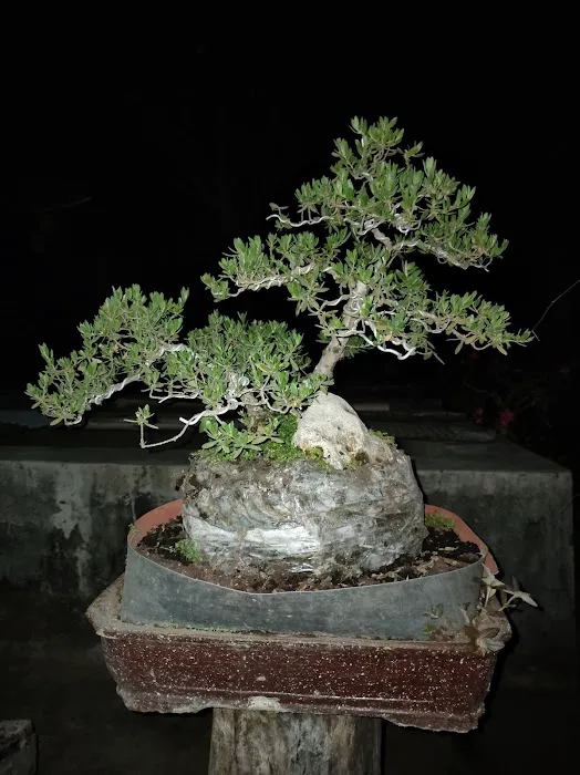 D'bonsaiDesa 0