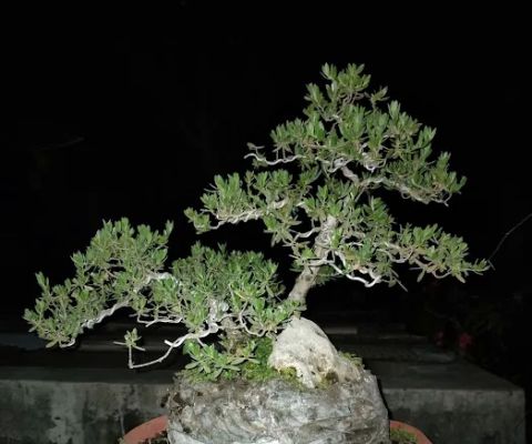 D'bonsaiDesa