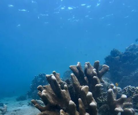 Bintang snorkeling point